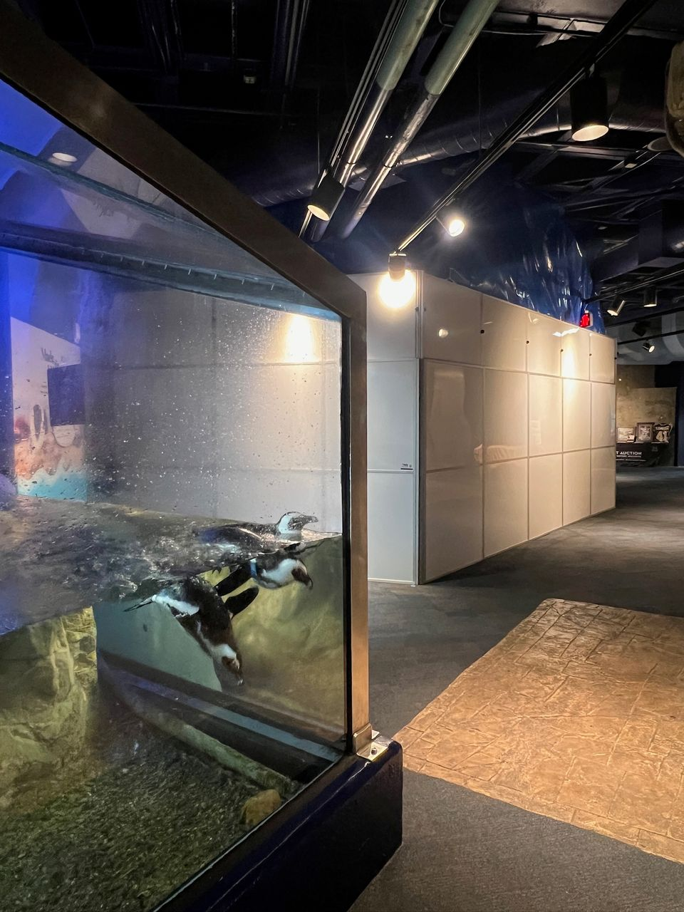 Temporary Wall Systems modular hard wall containment installed near aquarium exhibits during active stingray touch pool renovation construction.